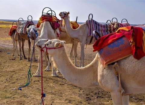 Combiné Ôclub Zen Barcelo Palmeraie 5* + Désert de Merzouga by Ôvoyages - 5