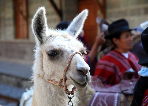 Circuit Pérou andin - 17