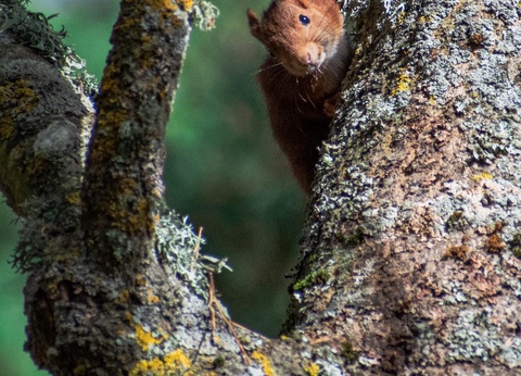 Camping du Lac d'Aydat, 3* - 25