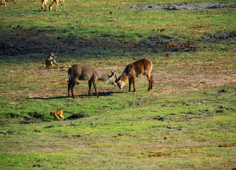 Splendeurs de Namibie et Séjour Chobe et Chutes Victoria 16J/13N - 16