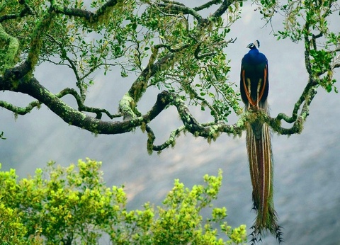 Circuit Evasion au Sri Lanka - 26