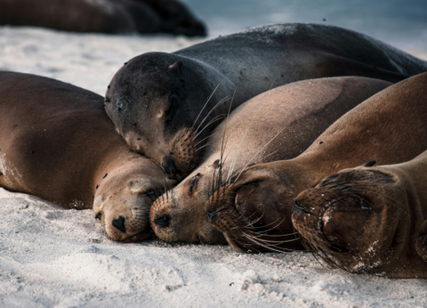 Circuit Equateur et Galapagos Authentiques - 33