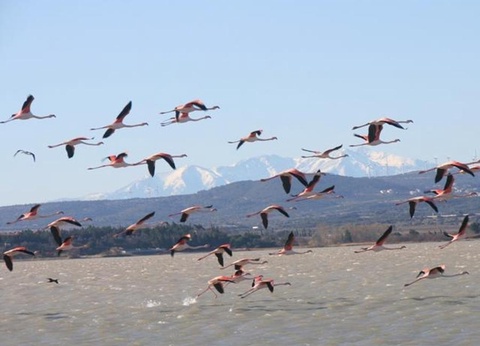 Domaine de la Palme, 3* - 37