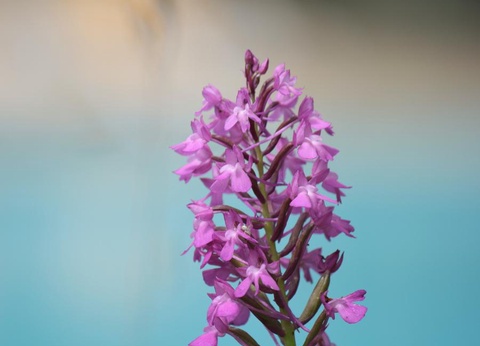 Camping Moulin de David 4* - 86