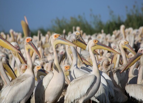 Découverte du Sénégal - De Dakar à Dakar - 4