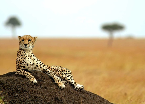 Circuit Safari Kilimandjaro 4* - 3