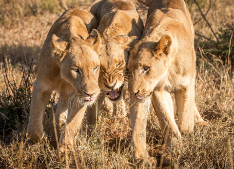 Circuit Du Parc Kruger au Cap de Bonne Espérance - 22