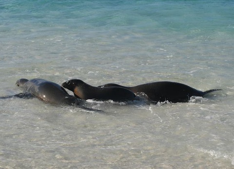 Circuit Splendeurs de l'Equateur et Séjour Galapagos - 15