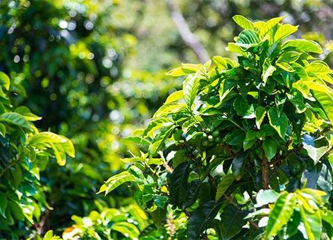 Circuit Panama authentique et plages du Pacifique (maximum 16 participants) - 14