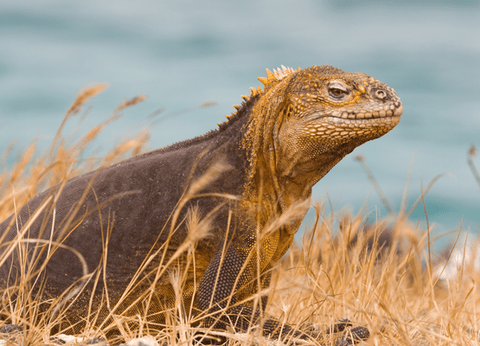 Circuit Equateur Authentique et Galapagos - 28