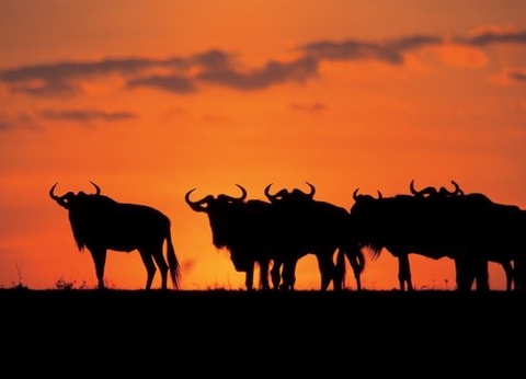 Circuit Safari au coeur des grands parcs du Kenya - 31