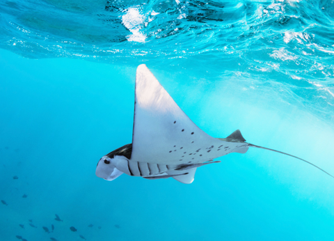 Combiné Des Rizières de l'île des Dieux aux eaux turquoise de Nusa Lembongan - 11