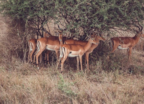 Circuit Safari Bahashishi - 17