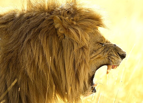 Safari Féeries d'Afrique - 3