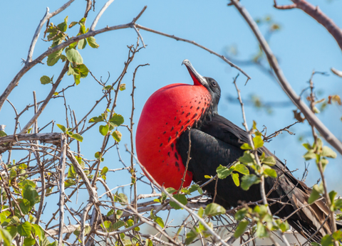 Circuit Equateur et Galapagos Authentiques - 28