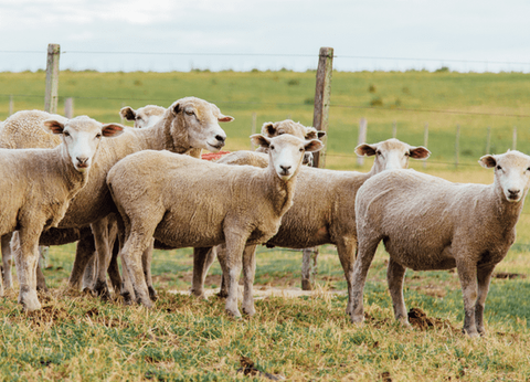 Circuit Tango, Pampa et Terre de Feu - 11
