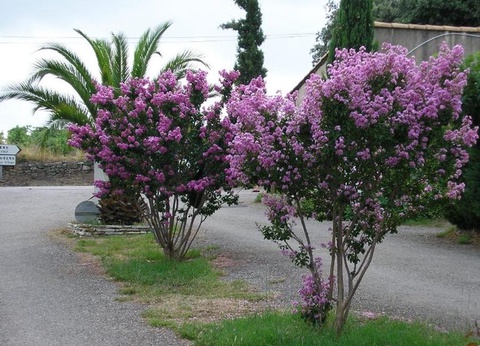 Camping L'oliveraie, 3* - 35