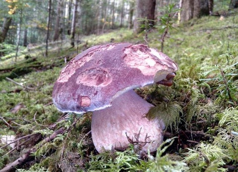 Camping La Chanterelle, 3* - 31