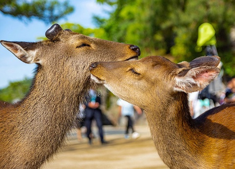 A la découverte du Japon (de Tokyo à Osaka) - 23
