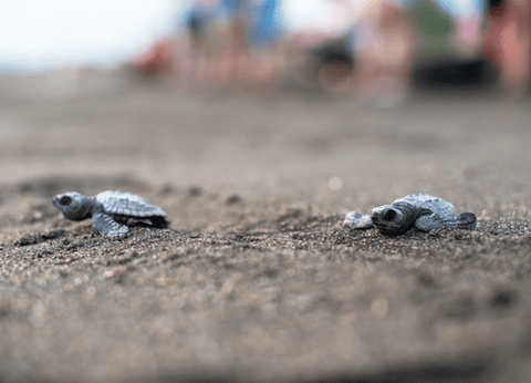 Circuit Chemins Sacrés du Guatemala et du Pacifique - 54