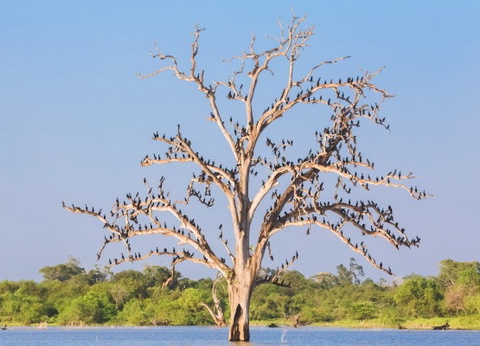 Circuit Splendeurs Insolites de Ceylan - 7