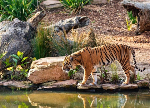 Aventurez-vous au ZooSafari de Thoiry le temps d'un week-end - 4* - 17