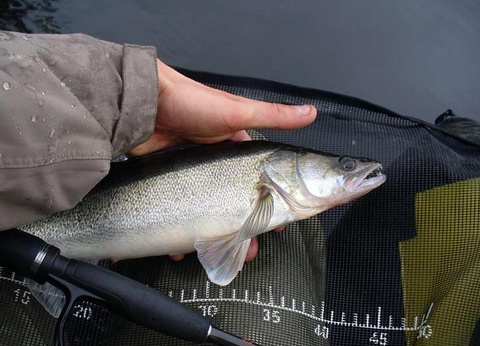 Flower Camping Le Belvédère, 4* - 42