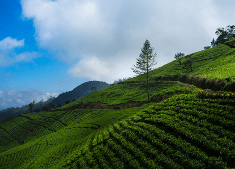 Circuit Lotus du Sri Lanka - 18