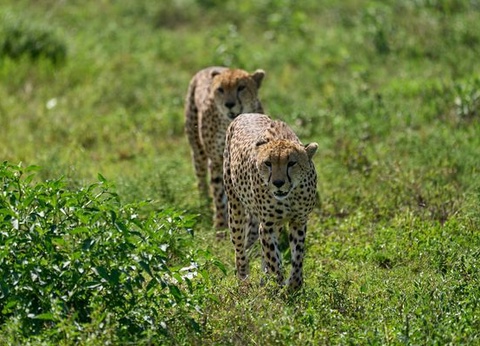 Cicuit Merveilles de Tanzanie - 8