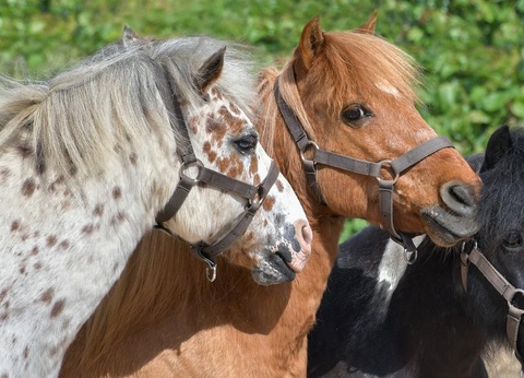 Camping de la Plage, 3* - 12