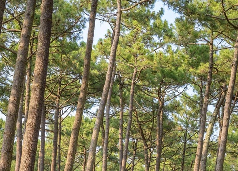 Camping Le Vieux Port, 5* - 51