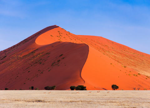 Circuit Du Royaume des Animaux aux Sables du Kalahari **Version 2026** - 4