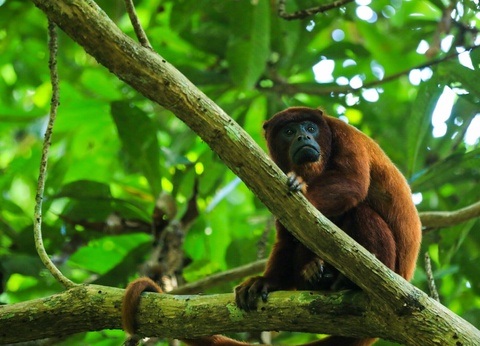 Circuit Du Pacifique à l'Amazonie - 10