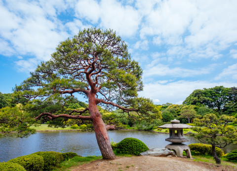 Circuit Capitales Nippones en Liberté, de Kyoto à Tokyo 3* et Ryokan - 30