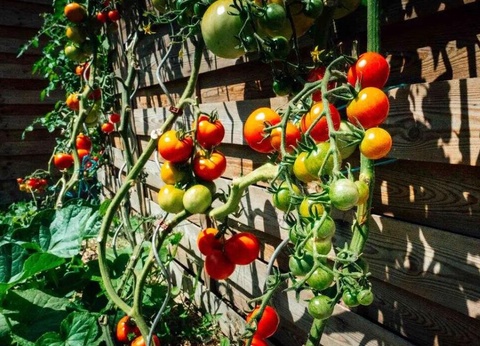 Camping Ushuaïa Villages La Conge, 3* - 37