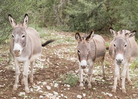 Domaine Saint Cerice, 1* - 53