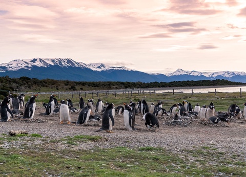 Croisière en Patagonie et Terre de Feu - 7