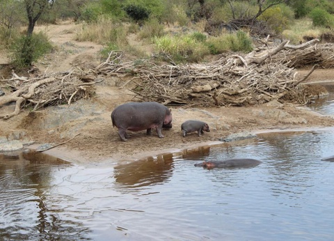 Safari Privatif - Aventure Tanzanienne - 9