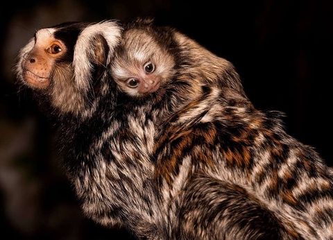 Séjour à Royan avec entrées pour Planet Exotica - 3* - 23