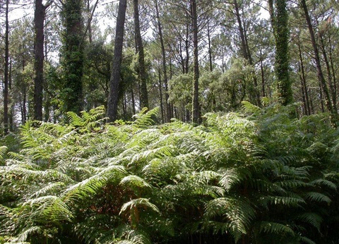 Camping Pins du Soleil 4* - 27