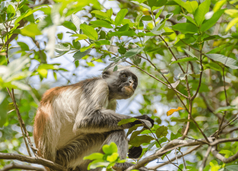 Hôtel Zanzibar BlueBay Beach Resort and Spa 5* - 8