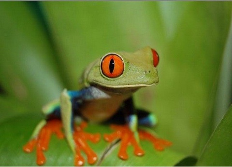 Circuit Beautés du Costa Rica *** - 10