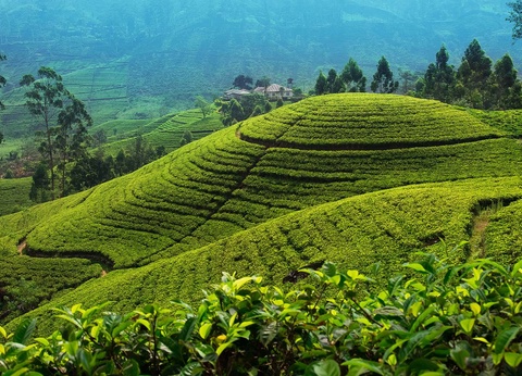 Circuit Regard sur le Sri Lanka - 2