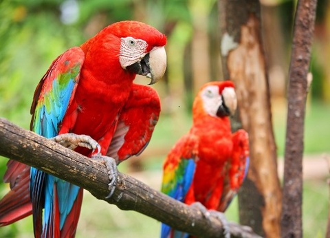 Circuit Trésors du Pérou et extension Amazonie *** - 3