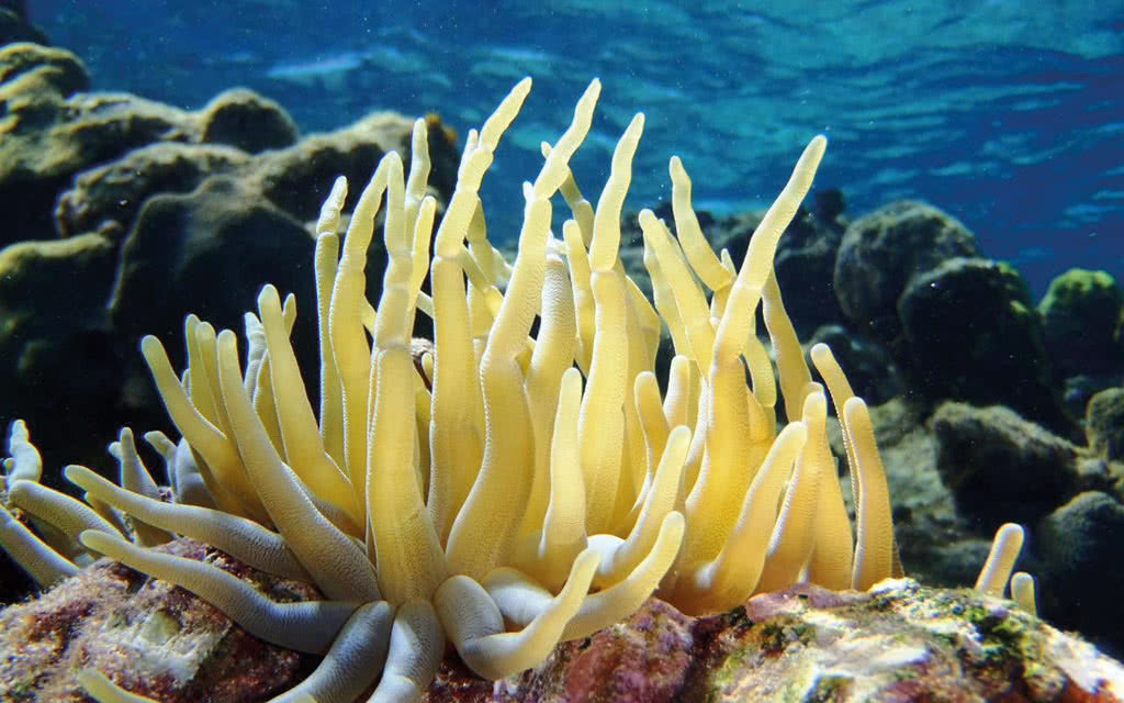 Circuit Guadeloupe : 5 Iles - 5 Ambiances - 8