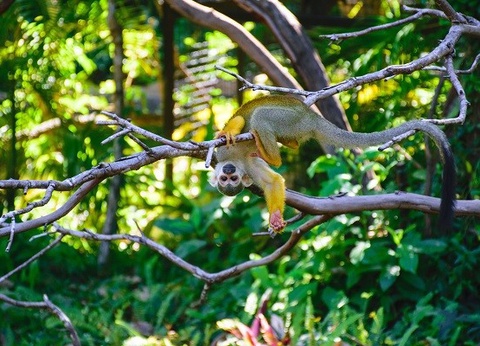 Circuit Beautés du Costa Rica *** - 6