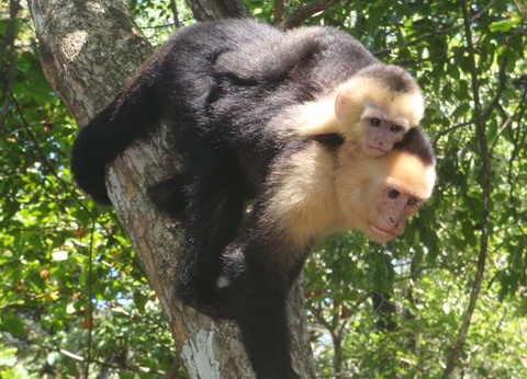 Circuit Découverte du Costa Rica - Parc naturel Rincon de la Vieja et plage de Tamarindo - 18