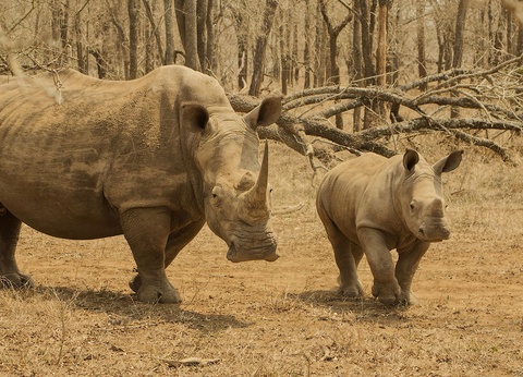 Balade sud-africaine - 8