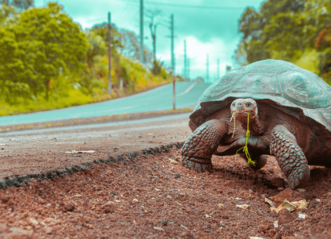 Circuit Equateur Authentique et Galapagos - 30