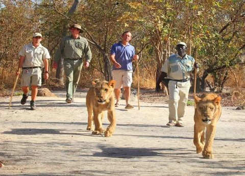 Circuit Beautés du Sénégal et balade avec les lions de Fathala - 5